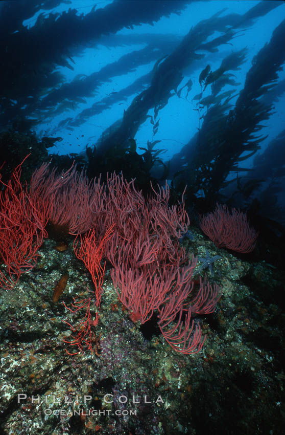 Red gorgonian on rocky reef below kelp forest. San Clemente Island, California, USA, Leptogorgia chilensis, Lophogorgia chilensis, Macrocystis pyrifera, natural history stock photograph, photo id 03819