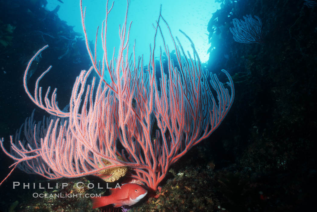 Gorgonians, Farnsworth Banks. Catalina Island, California, USA, Leptogorgia chilensis, Lophogorgia chilensis, natural history stock photograph, photo id 04707