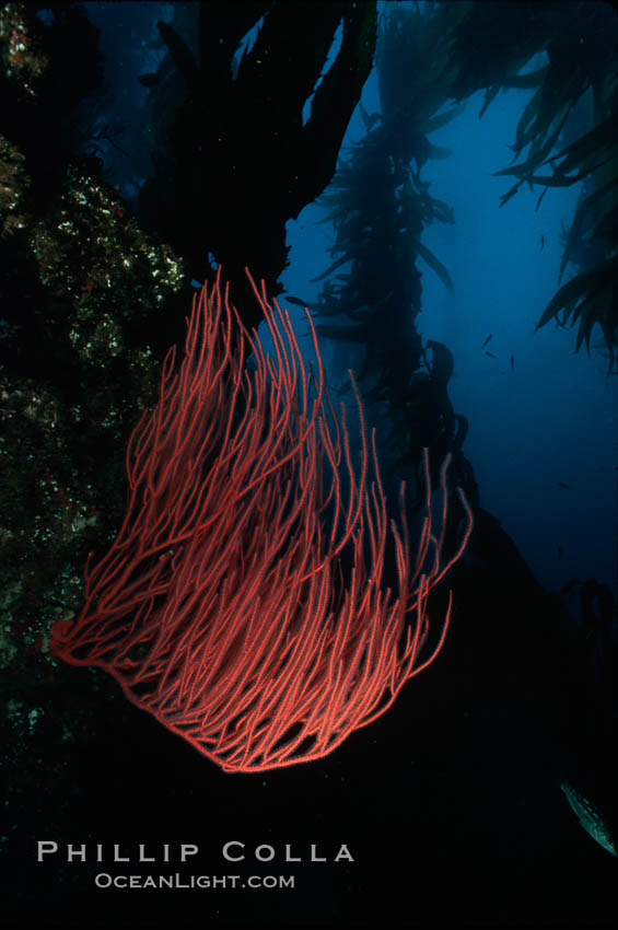 Red gorgonian in kelp forest. San Clemente Island, California, USA, Leptogorgia chilensis, Lophogorgia chilensis, Macrocystis pyrifera, natural history stock photograph, photo id 02529