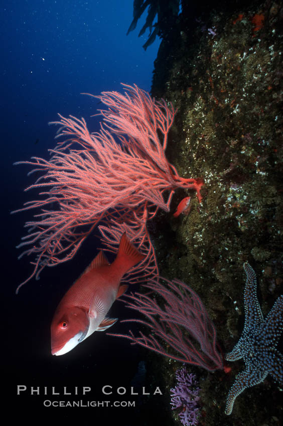 Red gorgonian, sheephead. San Clemente Island, California, USA, Leptogorgia chilensis, Lophogorgia chilensis, Semicossyphus pulcher, natural history stock photograph, photo id 02537