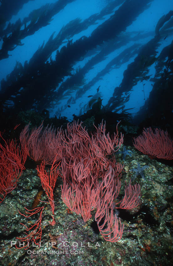 Red gorgonian on rocky reef below kelp forest. San Clemente Island, California, USA, Leptogorgia chilensis, Lophogorgia chilensis, Macrocystis pyrifera, natural history stock photograph, photo id 03825