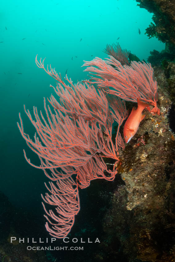 Red gorgonian on rocky reef, below kelp forest, underwater. The red gorgonian is a filter-feeding temperate colonial species that lives on the rocky bottom at depths between 50 to 200 feet deep. Gorgonians are oriented at right angles to prevailing water currents to capture plankton drifting by. San Clemente Island, California, USA, Leptogorgia chilensis, Lophogorgia chilensis, natural history stock photograph, photo id 37122