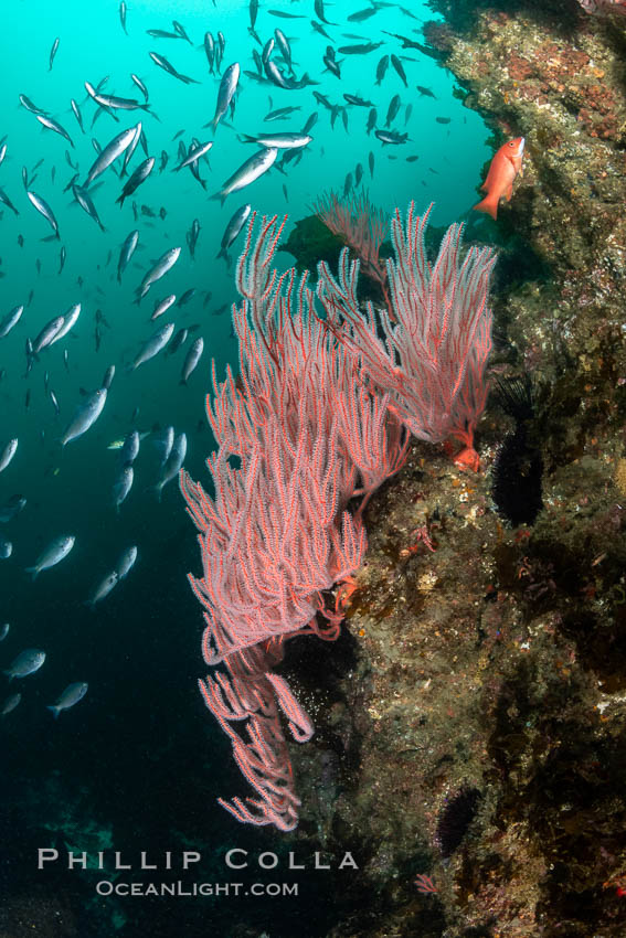 Red gorgonian on rocky reef, below kelp forest, underwater. The red gorgonian is a filter-feeding temperate colonial species that lives on the rocky bottom at depths between 50 to 200 feet deep. Gorgonians are oriented at right angles to prevailing water currents to capture plankton drifting by, Lophogorgia chilensis, San Clemente Island Red gorgonian on rocky reef, below kelp forest, underwater. The red gorgonian is a filter-feeding temperate colonial species that lives on the rocky bottom at depths between 50 to 200 feet deep. Gorgonians are oriented at right angles to prevailing water currents to capture plankton drifting by, Lophogorgia chilensis, San Clemente Island