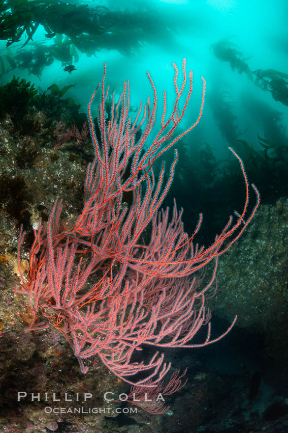 Red gorgonian on rocky reef, below kelp forest, underwater. The red gorgonian is a filter-feeding temperate colonial species that lives on the rocky bottom at depths between 50 to 200 feet deep. Gorgonians are oriented at right angles to prevailing water currents to capture plankton drifting by, Lophogorgia chilensis, San Clemente Island Red gorgonian on rocky reef, below kelp forest, underwater. The red gorgonian is a filter-feeding temperate colonial species that lives on the rocky bottom at depths between 50 to 200 feet deep. Gorgonians are oriented at right angles to prevailing water currents to capture plankton drifting by, Lophogorgia chilensis, San Clemente Island