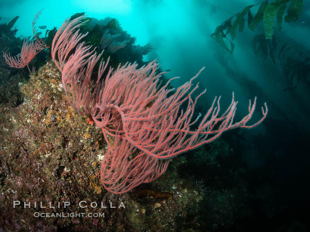 Red gorgonian on rocky reef, below kelp forest, underwater. The red gorgonian is a filter-feeding temperate colonial species that lives on the rocky bottom at depths between 50 to 200 feet deep. Gorgonians are oriented at right angles to prevailing water currents to capture plankton drifting by. San Clemente Island, California, USA, Leptogorgia chilensis, Lophogorgia chilensis, natural history stock photograph, photo id 37083