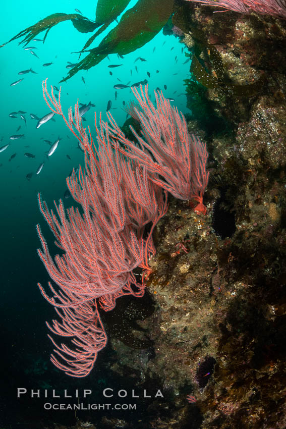 Red gorgonian on rocky reef, below kelp forest, underwater. The red gorgonian is a filter-feeding temperate colonial species that lives on the rocky bottom at depths between 50 to 200 feet deep. Gorgonians are oriented at right angles to prevailing water currents to capture plankton drifting by. San Clemente Island, California, USA, Leptogorgia chilensis, Lophogorgia chilensis, natural history stock photograph, photo id 37121