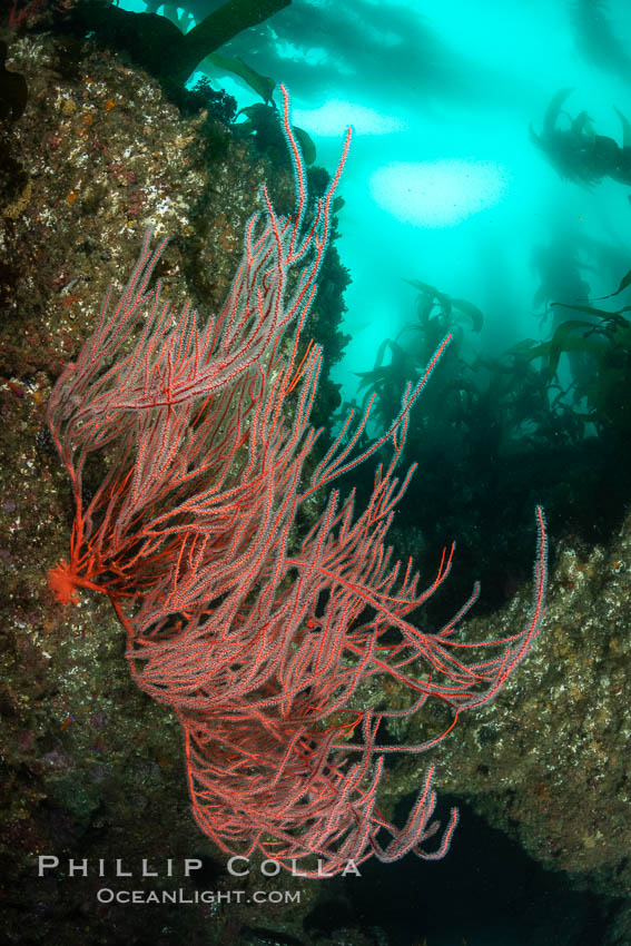 Red gorgonian on rocky reef, below kelp forest, underwater. The red gorgonian is a filter-feeding temperate colonial species that lives on the rocky bottom at depths between 50 to 200 feet deep. Gorgonians are oriented at right angles to prevailing water currents to capture plankton drifting by. San Clemente Island, California, USA, Leptogorgia chilensis, Lophogorgia chilensis, natural history stock photograph, photo id 37125