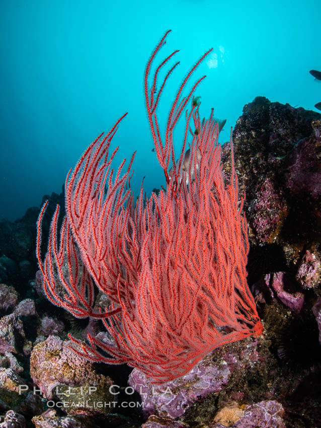 Red gorgonian on rocky reef, below kelp forest, underwater. The red gorgonian is a filter-feeding temperate colonial species that lives on the rocky bottom at depths between 50 to 200 feet deep. Gorgonians are oriented at right angles to prevailing water currents to capture plankton drifting by. Santa Barbara Island, California, USA, Leptogorgia chilensis, Lophogorgia chilensis, natural history stock photograph, photo id 35828