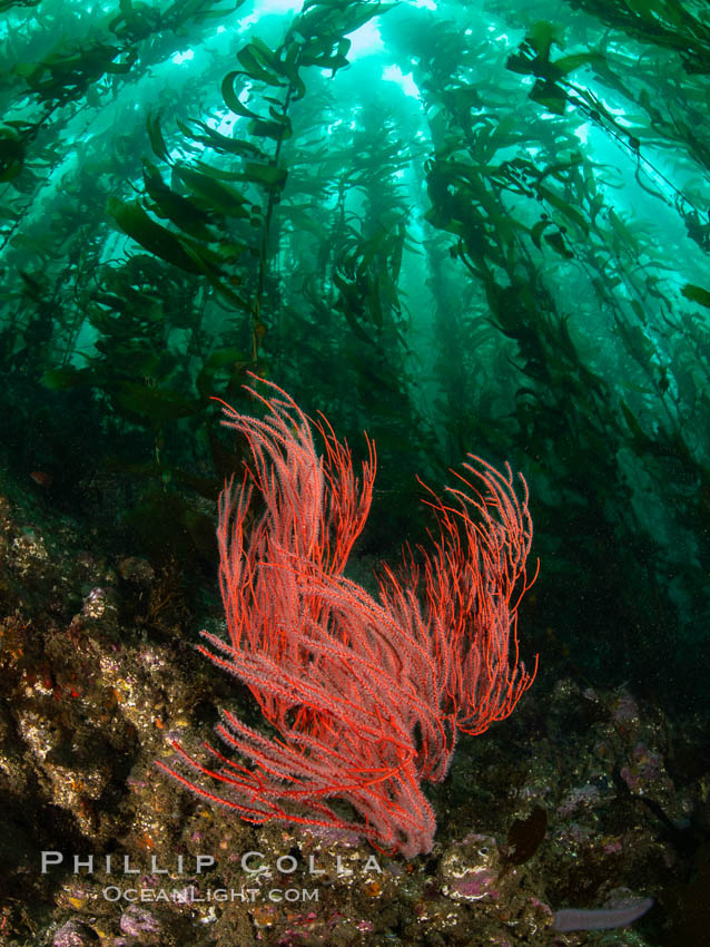 Red gorgonian on rocky reef, below kelp forest, underwater. The red gorgonian is a filter-feeding temperate colonial species that lives on the rocky bottom at depths between 50 to 200 feet deep. Gorgonians are oriented at right angles to prevailing water currents to capture plankton drifting by. Santa Barbara Island, California, USA, Leptogorgia chilensis, Lophogorgia chilensis, natural history stock photograph, photo id 35825