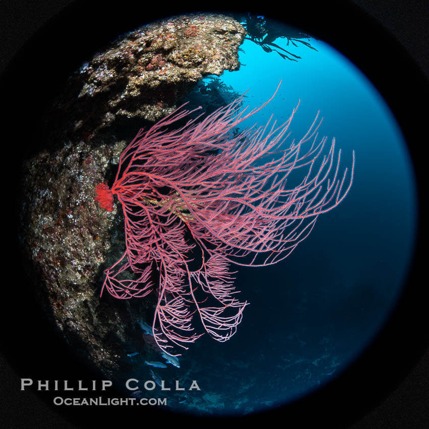 Red gorgonian on rocky reef, below kelp forest, underwater. The red gorgonian is a filter-feeding temperate colonial species that lives on the rocky bottom at depths between 50 to 200 feet deep. Gorgonians are typically oriented at right angles to prevailing water currents to capture plankton drifting by. San Clemente Island, California, USA, Leptogorgia chilensis, Lophogorgia chilensis, natural history stock photograph, photo id 38496