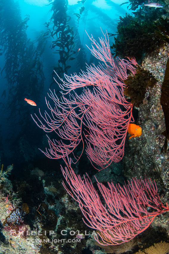 Red gorgonian on rocky reef, below kelp forest, underwater. The red gorgonian is a filter-feeding temperate colonial species that lives on the rocky bottom at depths between 50 to 200 feet deep. Gorgonians are typically oriented at right angles to prevailing water currents to capture plankton drifting by, Leptogorgia chilensis, Lophogorgia chilensis, Macrocystis pyrifera, San Clemente Island