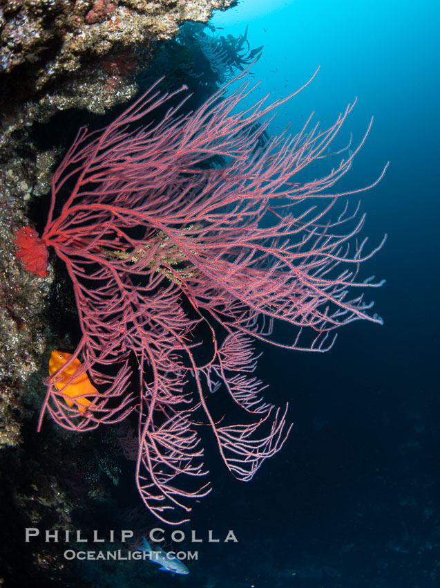 Red gorgonian on rocky reef, below kelp forest, underwater. The red gorgonian is a filter-feeding temperate colonial species that lives on the rocky bottom at depths between 50 to 200 feet deep. Gorgonians are typically oriented at right angles to prevailing water currents to capture plankton drifting by, Leptogorgia chilensis, Lophogorgia chilensis, San Clemente Island