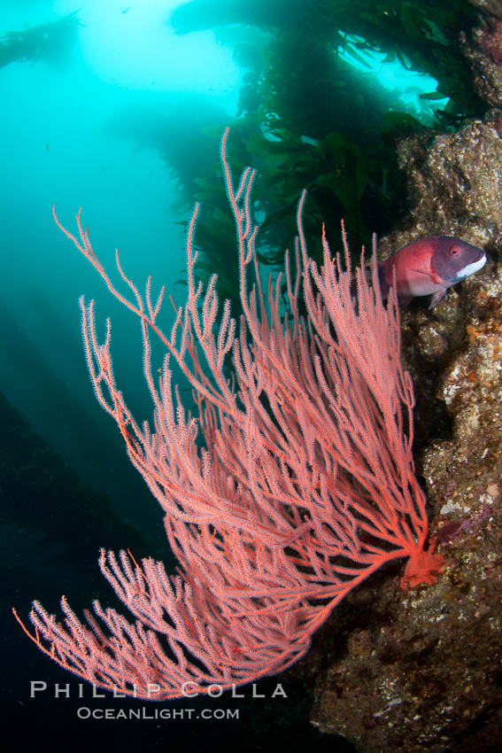 Red gorgonian on rocky reef, below kelp forest, underwater.  The red gorgonian is a filter-feeding temperate colonial species that lives on the rocky bottom at depths between 50 to 200 feet deep. Gorgonians are oriented at right angles to prevailing water currents to capture plankton drifting by. San Clemente Island, California, USA, Leptogorgia chilensis, Lophogorgia chilensis, natural history stock photograph, photo id 25406