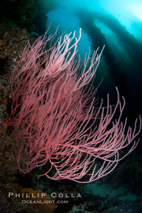 Red gorgonian on rocky reef, below kelp forest, underwater.  The red gorgonian is a filter-feeding temperate colonial species that lives on the rocky bottom at depths between 50 to 200 feet deep. Gorgonians are oriented at right angles to prevailing water currents to capture plankton drifting by. San Clemente Island, California, USA, Leptogorgia chilensis, Lophogorgia chilensis, natural history stock photograph, photo id 25450