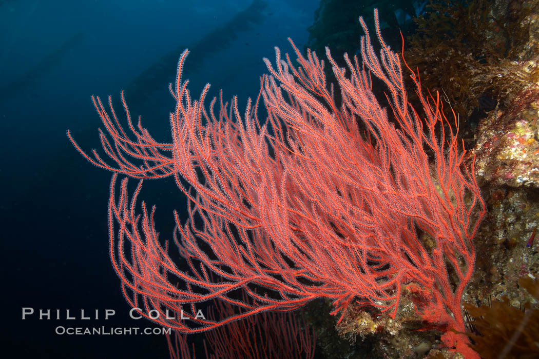 Red gorgonian, underwater.  The red gorgonian is a filter-feeding temperate colonial species that lives on the rocky bottom at depths between 50 to 200 feet deep. Gorgonians are oriented at right angles to prevailing water currents to capture plankton drifting by. San Clemente Island, California, USA, Leptogorgia chilensis, Lophogorgia chilensis, natural history stock photograph, photo id 23480