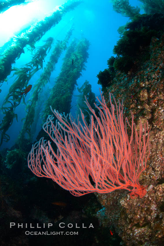 Red gorgonian on rocky reef, below kelp forest, underwater.  The red gorgonian is a filter-feeding temperate colonial species that lives on the rocky bottom at depths between 50 to 200 feet deep. Gorgonians are oriented at right angles to prevailing water currents to capture plankton drifting by. San Clemente Island, California, USA, Lophogorgia chilensis, Macrocystis pyrifera, natural history stock photograph, photo id 23536