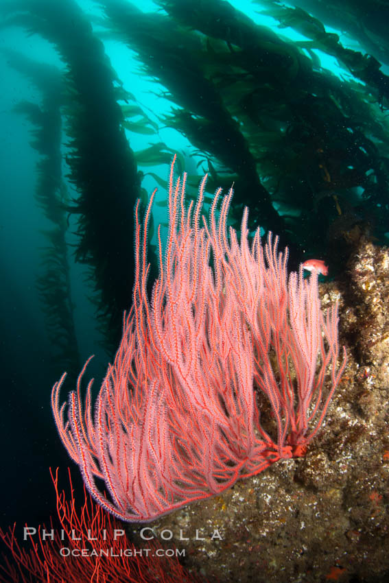 Red gorgonian on rocky reef, below kelp forest, underwater.  The red gorgonian is a filter-feeding temperate colonial species that lives on the rocky bottom at depths between 50 to 200 feet deep. Gorgonians are oriented at right angles to prevailing water currents to capture plankton drifting by. San Clemente Island, California, USA, Lophogorgia chilensis, natural history stock photograph, photo id 25408