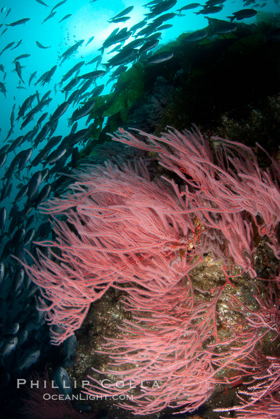 Red gorgonian on rocky reef, below kelp forest, underwater.  The red gorgonian is a filter-feeding temperate colonial species that lives on the rocky bottom at depths between 50 to 200 feet deep. Gorgonians are oriented at right angles to prevailing water currents to capture plankton drifting by. San Clemente Island, California, USA, Lophogorgia chilensis, natural history stock photograph, photo id 25444