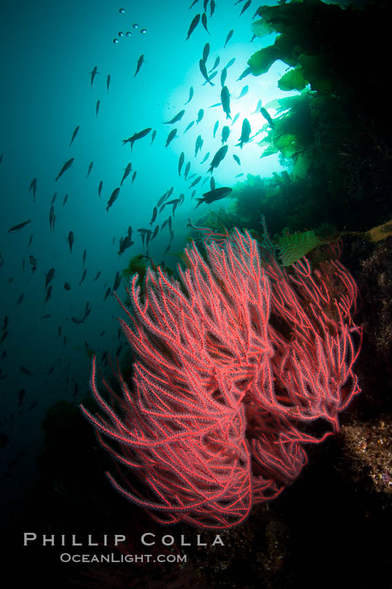 Red gorgonian on rocky reef, below kelp forest, underwater.  The red gorgonian is a filter-feeding temperate colonial species that lives on the rocky bottom at depths between 50 to 200 feet deep. Gorgonians are oriented at right angles to prevailing water currents to capture plankton drifting by. San Clemente Island, California, USA, Lophogorgia chilensis, natural history stock photograph, photo id 25415