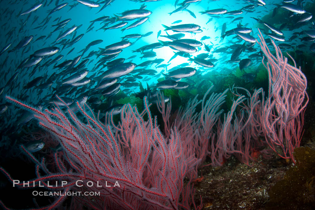 Red gorgonian on rocky reef, below kelp forest, underwater.  The red gorgonian is a filter-feeding temperate colonial species that lives on the rocky bottom at depths between 50 to 200 feet deep. Gorgonians are oriented at right angles to prevailing water currents to capture plankton drifting by. San Clemente Island, California, USA, Leptogorgia chilensis, Lophogorgia chilensis, natural history stock photograph, photo id 25439