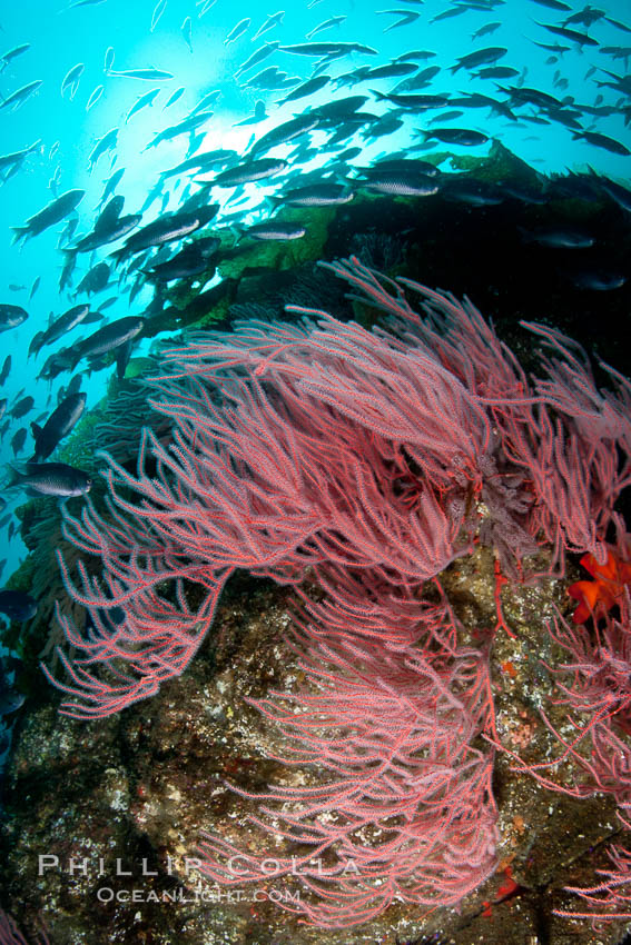 Red gorgonian on rocky reef, below kelp forest, underwater.  The red gorgonian is a filter-feeding temperate colonial species that lives on the rocky bottom at depths between 50 to 200 feet deep. Gorgonians are oriented at right angles to prevailing water currents to capture plankton drifting by. San Clemente Island, California, USA, Lophogorgia chilensis, natural history stock photograph, photo id 25443