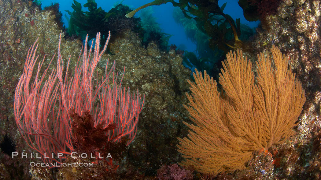 Red gorgonian (left) and California golden gorgonian (right) on rocky reef, below kelp forest, underwater.  Gorgonians are filter-feeding temperate colonial species that live on the rocky bottom at depths between 50 to 200 feet deep.  Each individual polyp is a distinct animal, together they secrete calcium that forms the structure of the colony. Gorgonians are oriented at right angles to prevailing water currents to capture plankton drifting by. San Clemente Island, USA, Leptogorgia chilensis, Lophogorgia chilensis, natural history stock photograph, photo id 23509