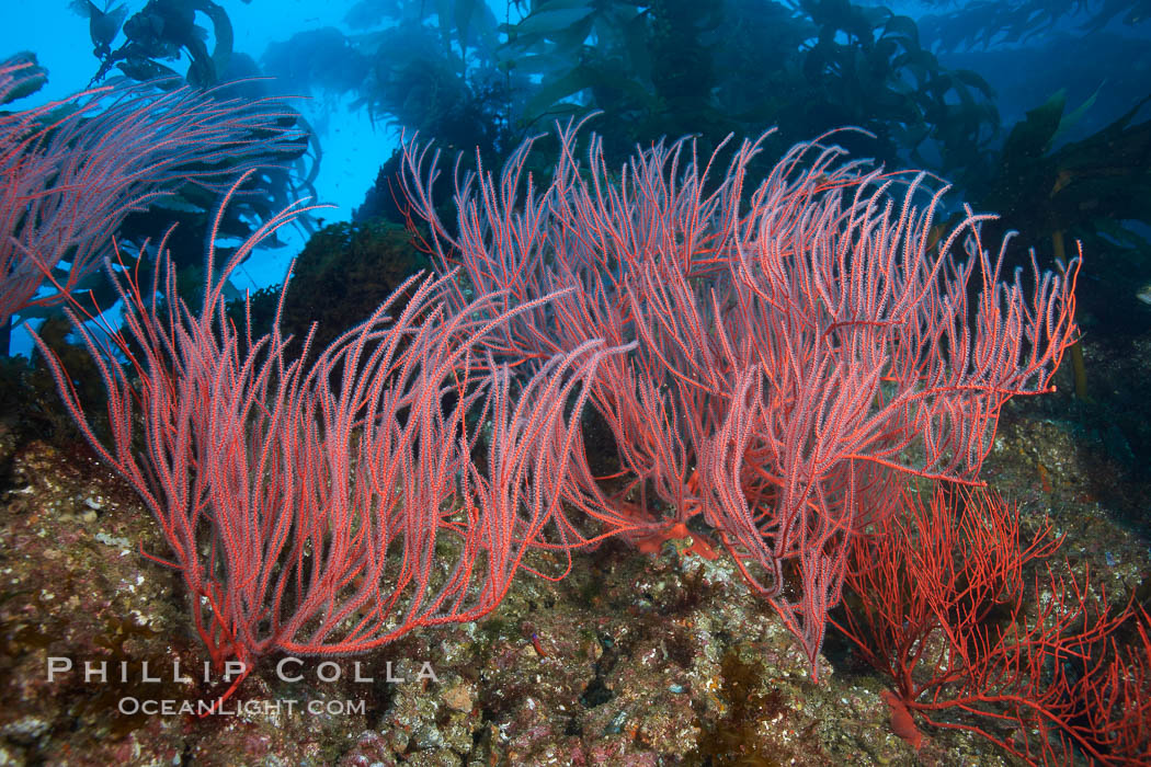 Red gorgonian, underwater.  The red gorgonian is a filter-feeding temperate colonial species that lives on the rocky bottom at depths between 50 to 200 feet deep. Gorgonians are oriented at right angles to prevailing water currents to capture plankton drifting by. San Clemente Island, California, USA, Leptogorgia chilensis, Lophogorgia chilensis, Macrocystis pyrifera, natural history stock photograph, photo id 23513