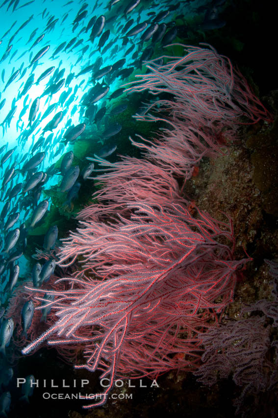 Red gorgonian on rocky reef, below kelp forest, underwater.  The red gorgonian is a filter-feeding temperate colonial species that lives on the rocky bottom at depths between 50 to 200 feet deep. Gorgonians are oriented at right angles to prevailing water currents to capture plankton drifting by. San Clemente Island, California, USA, Lophogorgia chilensis, natural history stock photograph, photo id 25413