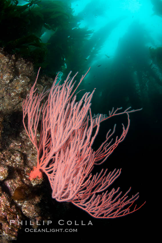 Red gorgonian on rocky reef, below kelp forest, underwater.  The red gorgonian is a filter-feeding temperate colonial species that lives on the rocky bottom at depths between 50 to 200 feet deep. Gorgonians are oriented at right angles to prevailing water currents to capture plankton drifting by. San Clemente Island, California, USA, Leptogorgia chilensis, Lophogorgia chilensis, natural history stock photograph, photo id 25421