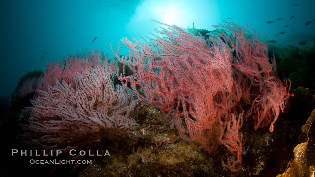 Red gorgonian on rocky reef, below kelp forest, underwater.  The red gorgonian is a filter-feeding temperate colonial species that lives on the rocky bottom at depths between 50 to 200 feet deep. Gorgonians are oriented at right angles to prevailing water currents to capture plankton drifting by. San Clemente Island, California, USA, Leptogorgia chilensis, Lophogorgia chilensis, natural history stock photograph, photo id 25441