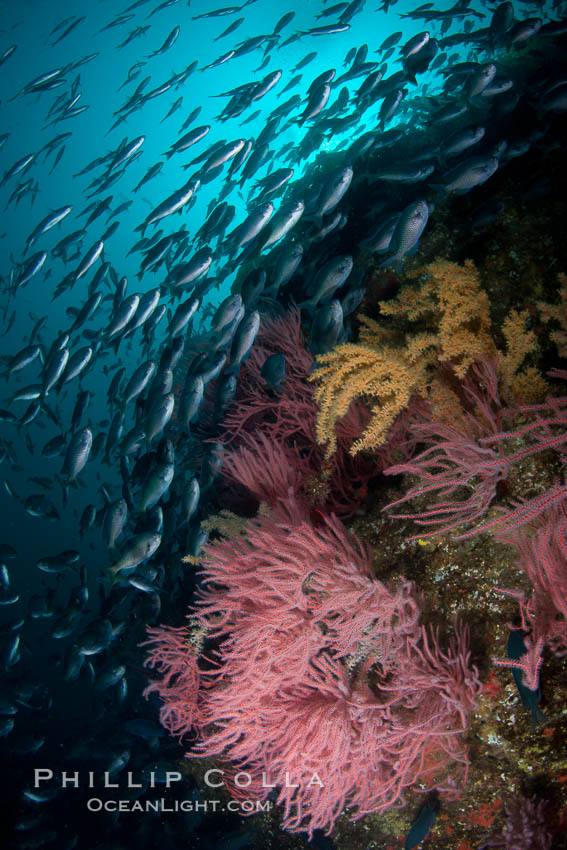 Red gorgonian on rocky reef, below kelp forest, underwater.  The red gorgonian is a filter-feeding temperate colonial species that lives on the rocky bottom at depths between 50 to 200 feet deep. Gorgonians are oriented at right angles to prevailing water currents to capture plankton drifting by. San Clemente Island, California, USA, Lophogorgia chilensis, natural history stock photograph, photo id 25445