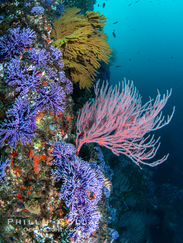 Red gorgonian Leptogorgia chilensis, purple hydrocoral Stylaster californicus, and yellow zoanthid anemone Epizoanthus giveni, at Farnsworth Banks, Catalina Island. California, USA, natural history stock photograph, photo id 39539
