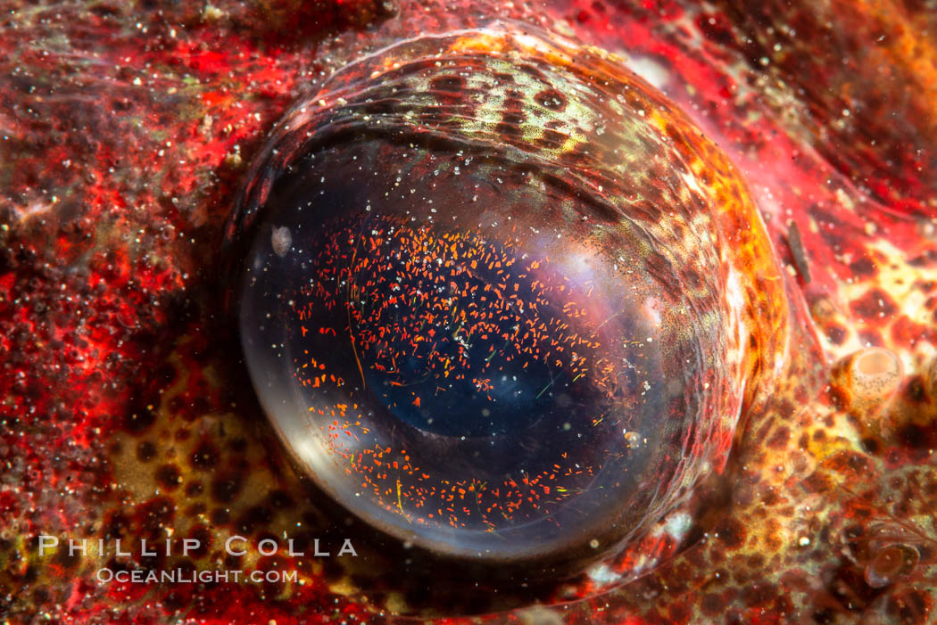 Red Irish Lord eye detail, Browning Pass, British Columbia, Hemilepidotus hemilepidotus