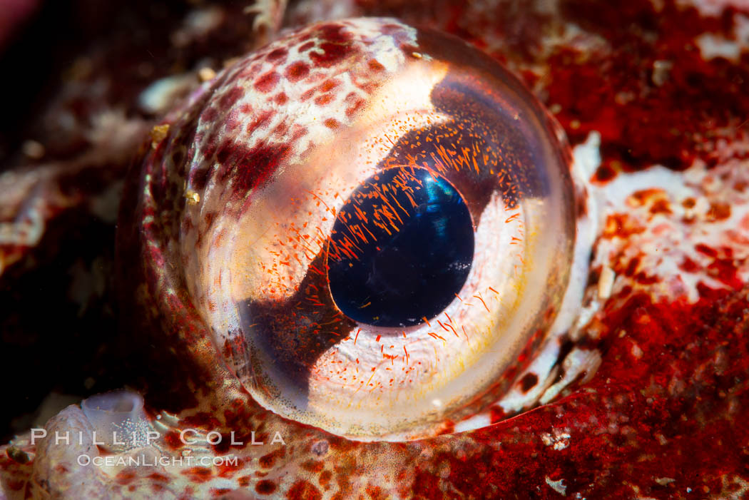 Red Irish Lord eye detail, Browning Pass, British Columbia. Canada, Hemilepidotus hemilepidotus, natural history stock photograph, photo id 35269