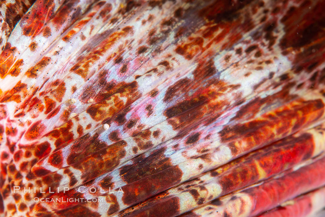 Red Irish Lord fin detail, Browning Pass, British Columbia. Canada, Hemilepidotus hemilepidotus, natural history stock photograph, photo id 35445