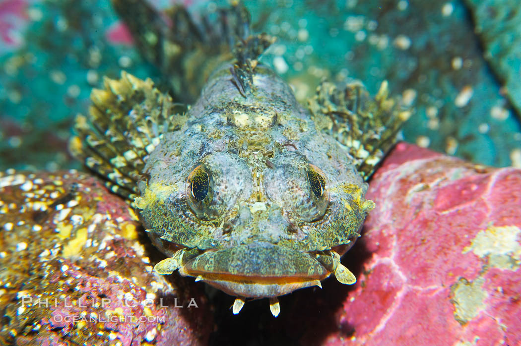 Red Irish Lord.  The red irish lord lurks in shallow habitats where it feeds on crabs, shrimp, barnacles, mussels and small fishes., Hemilepidotus hemilepidotus, natural history stock photograph, photo id 13690