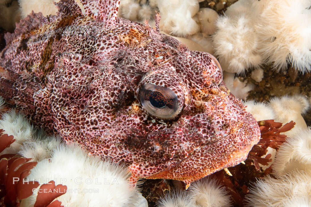 Red Irish Lord sculpinfish, Browning Pass, British Columbia. Canada, Hemilepidotus hemilepidotus, natural history stock photograph, photo id 35386