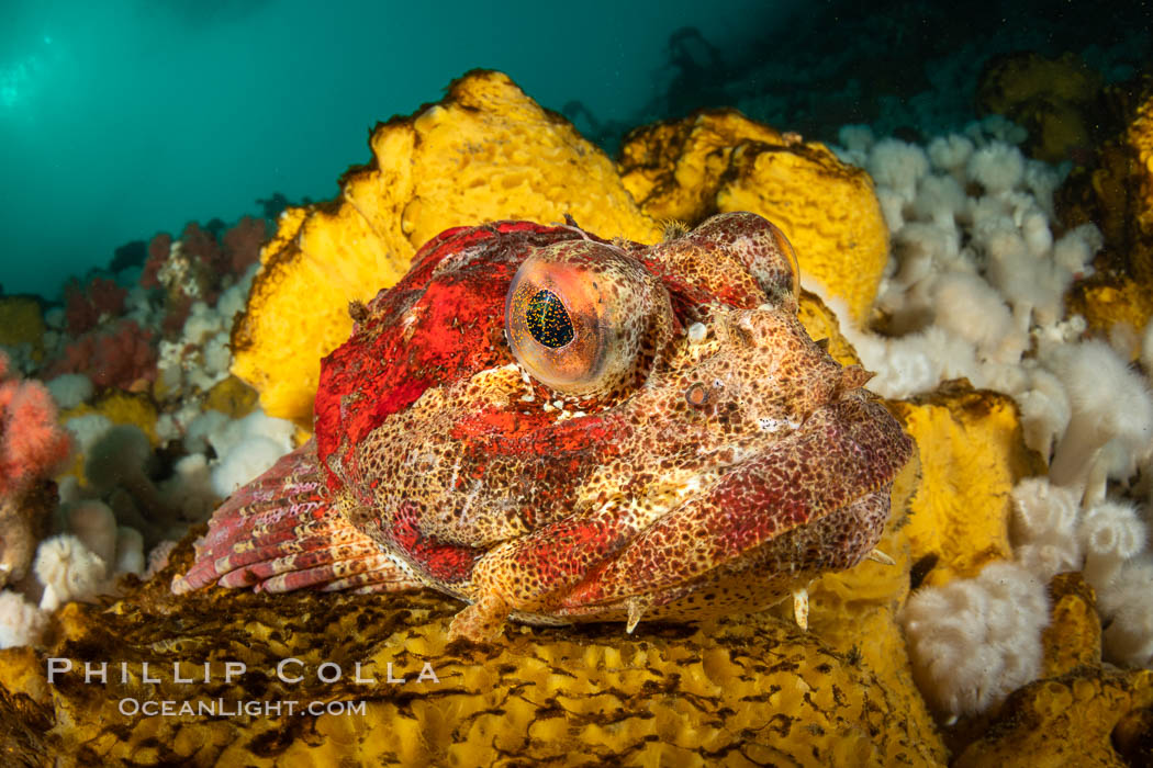 Red Irish Lord sculpinfish, Browning Pass, British Columbia, Hemilepidotus hemilepidotus