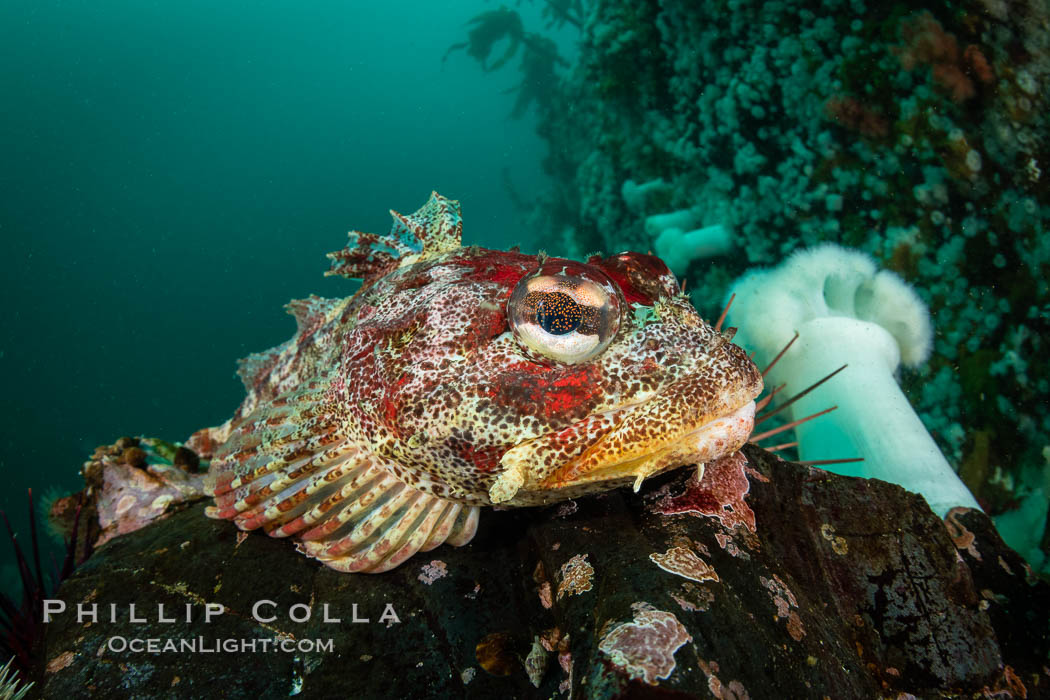 Red Irish Lord sculpinfish, Browning Pass, British Columbia. Canada, Hemilepidotus hemilepidotus, natural history stock photograph, photo id 35288