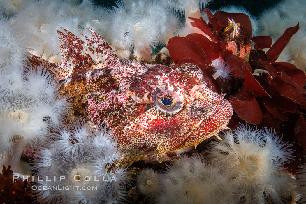 Red Irish Lord sculpinfish, Browning Pass, British Columbia, Hemilepidotus hemilepidotus