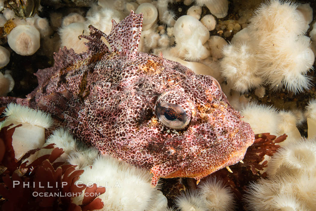 Red Irish Lord sculpinfish, Browning Pass, British Columbia. Canada, Hemilepidotus hemilepidotus, natural history stock photograph, photo id 35531