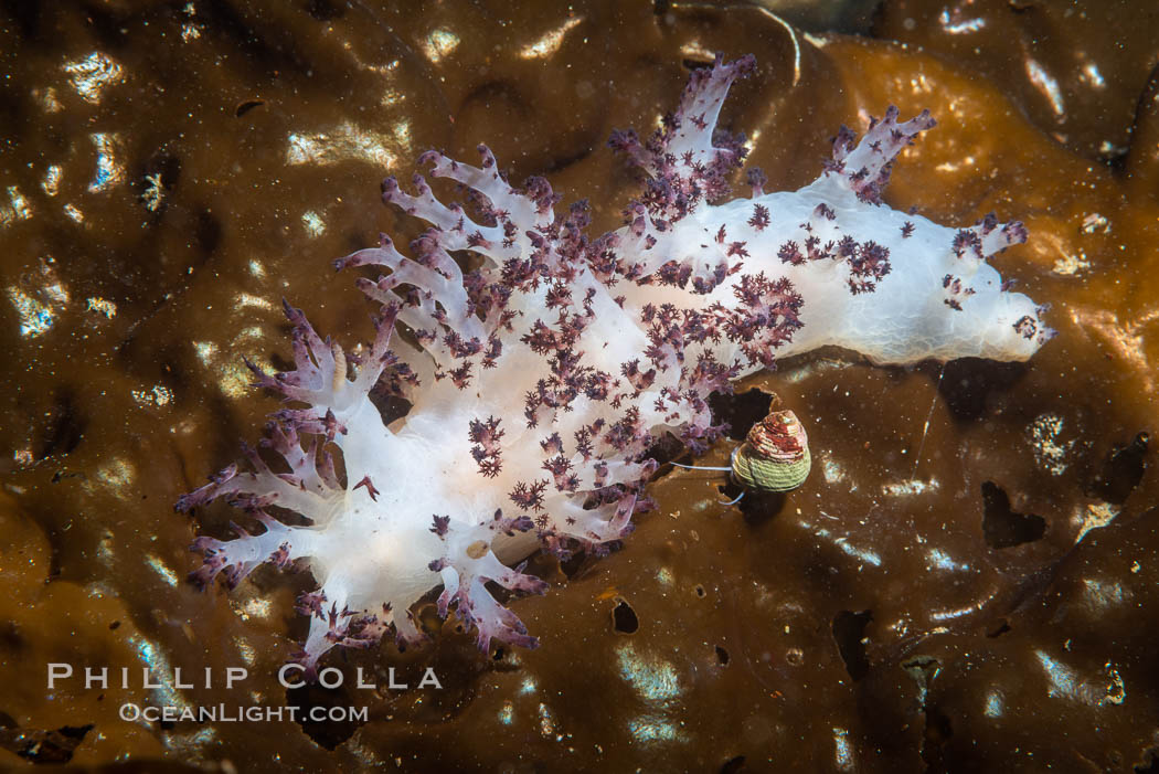 Red Nudibranch, Dendronotus rufus, Browning Pass, Vancouver Island, Dendronotus rufus