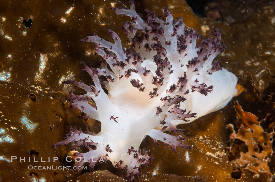 Red Nudibranch, Dendronotus rufus, Browning Pass, Vancouver Island. British Columbia, Canada, Dendronotus rufus, natural history stock photograph, photo id 35379