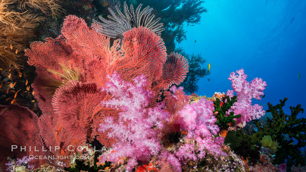 Red-orange Gorgonian Sea Fans and Pink Dendronephthya Soft Corals, Fiji. Vatu I Ra Passage, Bligh Waters, Viti Levu  Island, Dendronephthya, Gorgonacea, Plexauridae, natural history stock photograph, photo id 31493