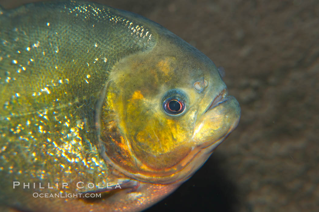 Red piranha, a fierce predatory freshwater fish native to South American rivers.  Its reputation for deadly attacks is legend., Pygocentrus nattereri, natural history stock photograph, photo id 14702