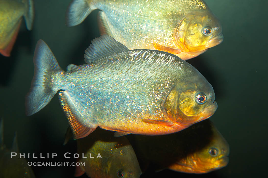 Red-bellied piranha.  The piranhas teeth are so sharp that Amazonian Indians use them as knives.  Each tooth has sawlike edges that allow the fish to slice through prey.  The teeth are continually replaced throughout the piranhas life.  Piranhas are illegal to import, sell or own in California., Pygocentrus nattereri, natural history stock photograph, photo id 13960