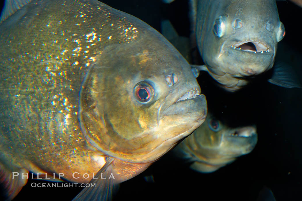Red piranha, a fierce predatory freshwater fish native to South American rivers.  Its reputation for deadly attacks is legend., Pygocentrus nattereri, natural history stock photograph, photo id 09817