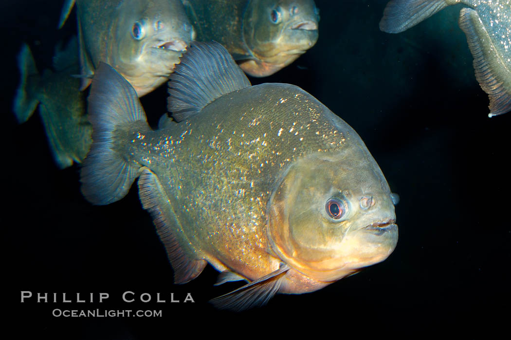 Red piranha, a fierce predatory freshwater fish native to South American rivers.  Its reputation for deadly attacks is legend., Pygocentrus nattereri, natural history stock photograph, photo id 09818