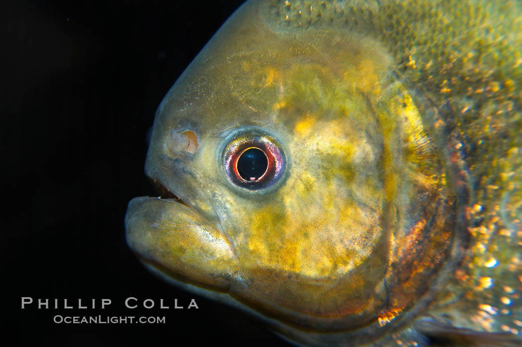 Red piranha, a fierce predatory freshwater fish native to South American rivers.  Its reputation for deadly attacks is legend., Pygocentrus nattereri, natural history stock photograph, photo id 14703