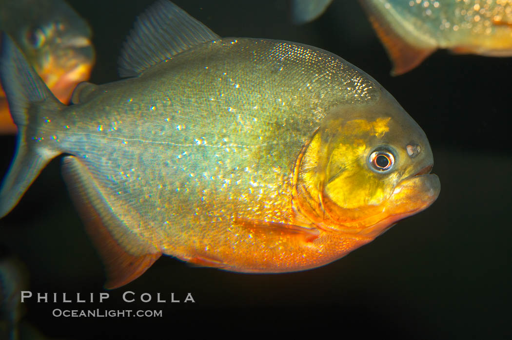 Red-bellied piranha.  The piranhas teeth are so sharp that Amazonian Indians use them as knives.  Each tooth has sawlike edges that allow the fish to slice through prey.  The teeth are continually replaced throughout the piranhas life.  Piranhas are illegal to import, sell or own in California., Pygocentrus nattereri, natural history stock photograph, photo id 13961